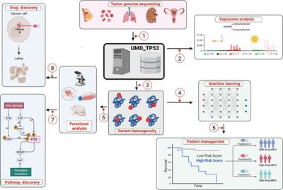 Landscape of TP53 Alterations in Chronic Lymphocytic Leukemia via Data Mining Mutation Databases